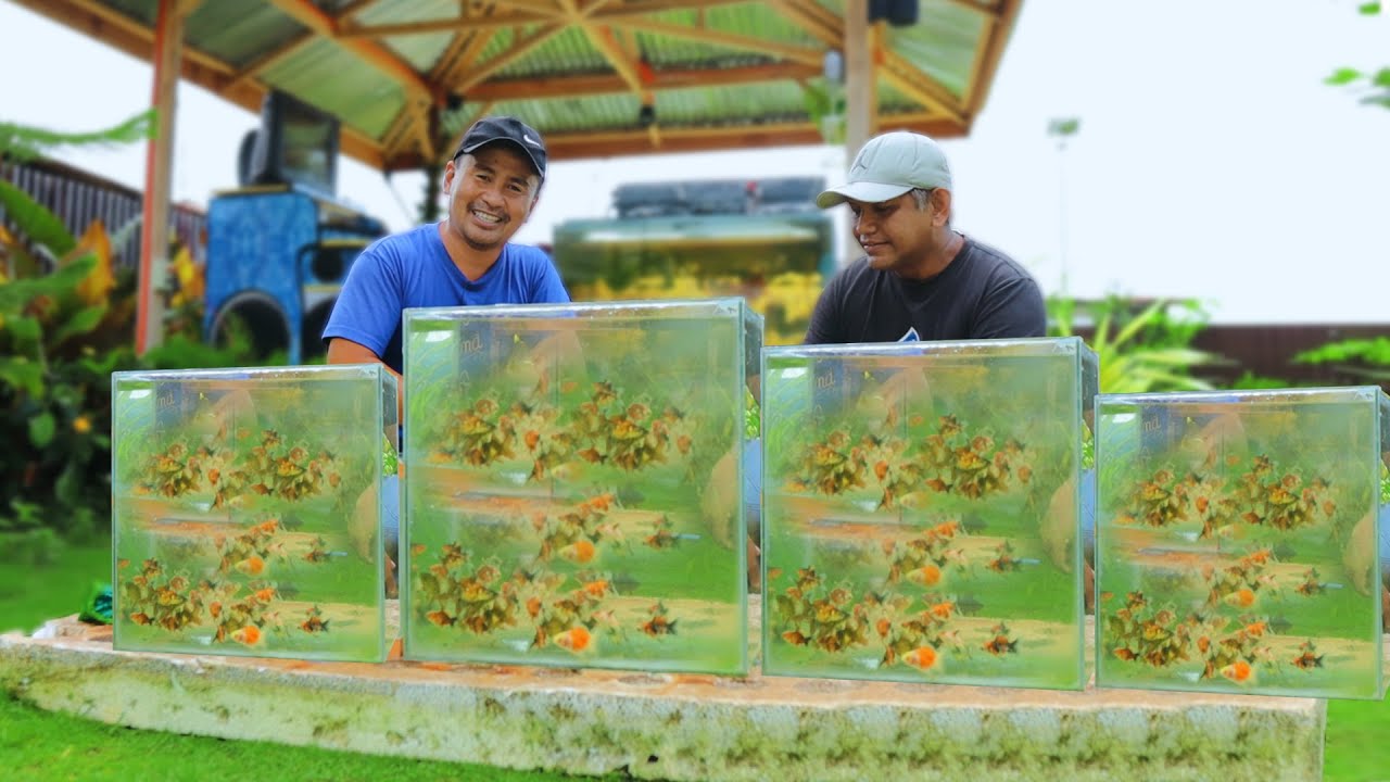 '25 Years of Raising Fish',  How I become successful in Fish farming! Feeding Every fish in the farm