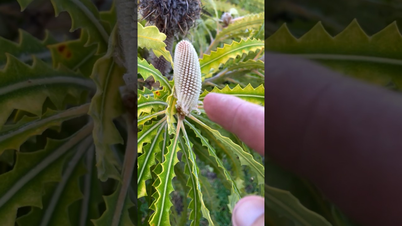 From start to finish how a Banksia flower rolls&hellip; #banksia