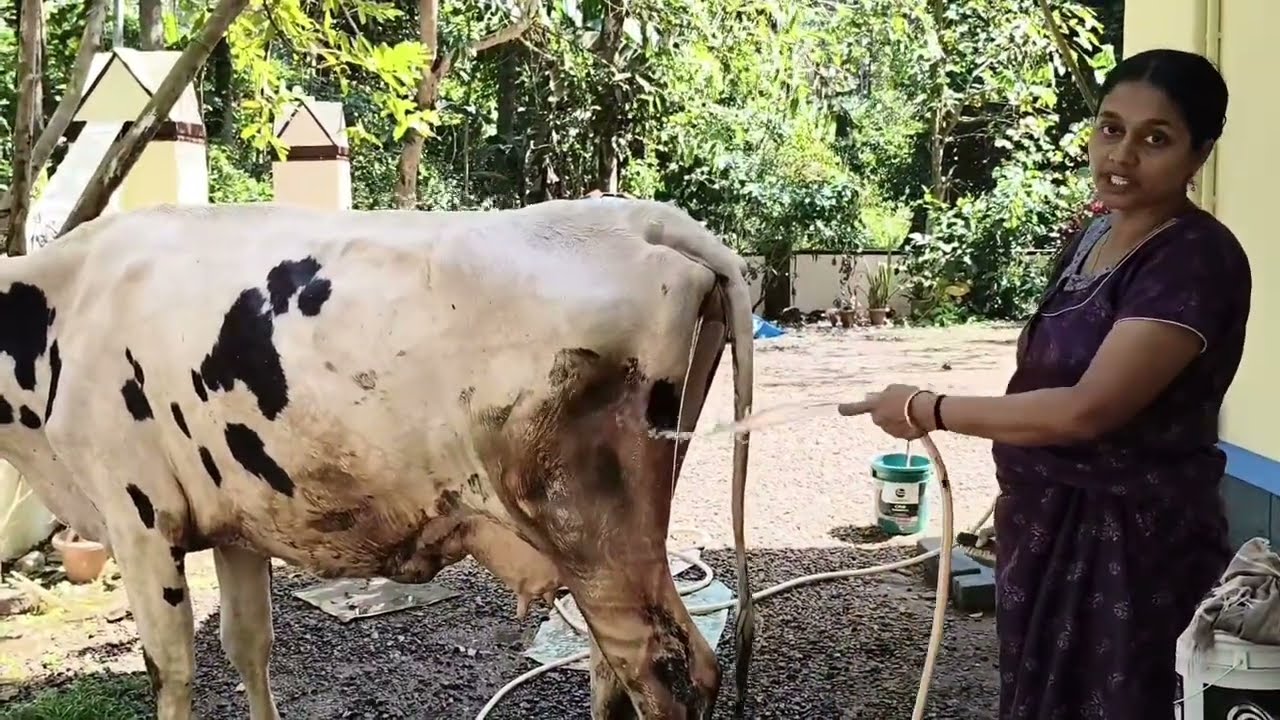 പശുവിൻറെ കാലത്തെ പണികൾ കണ്ടാലോ?...🐄🐄🐄