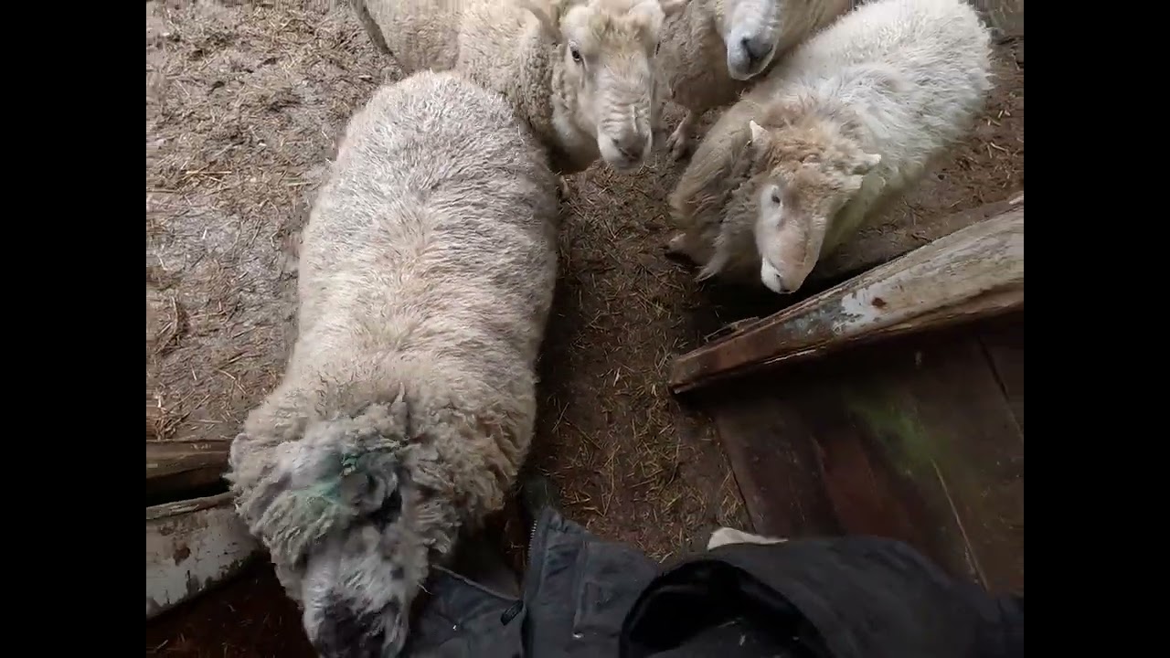 Morning Sheep Time 24 Jan 2026