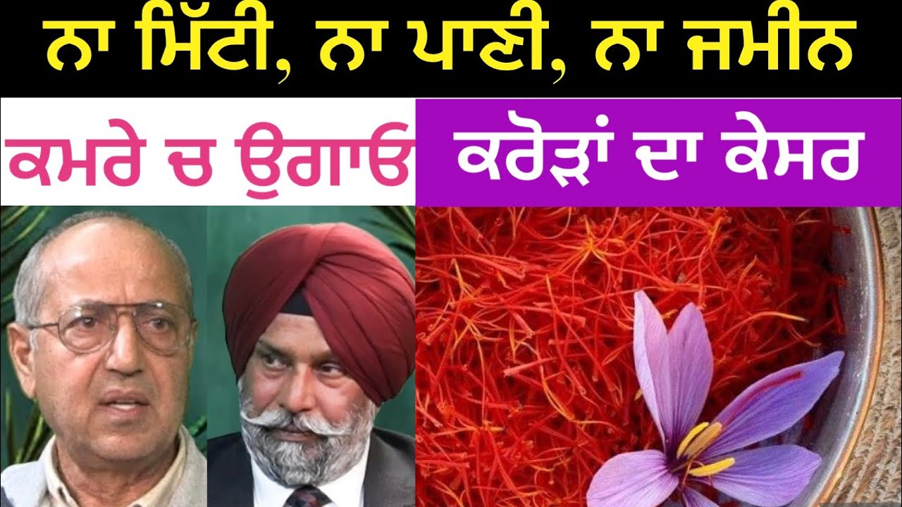 ਕਮਰੇ ਚ ਕਰੋੜਾਂ ਦਾ ਕੇਸਰ 'Saffron' ਕਿਵੇਂ ਉਗਾਈਏ | Dr Randhawa Cell 916-764-2214 USA | Punjab Mail USA TV