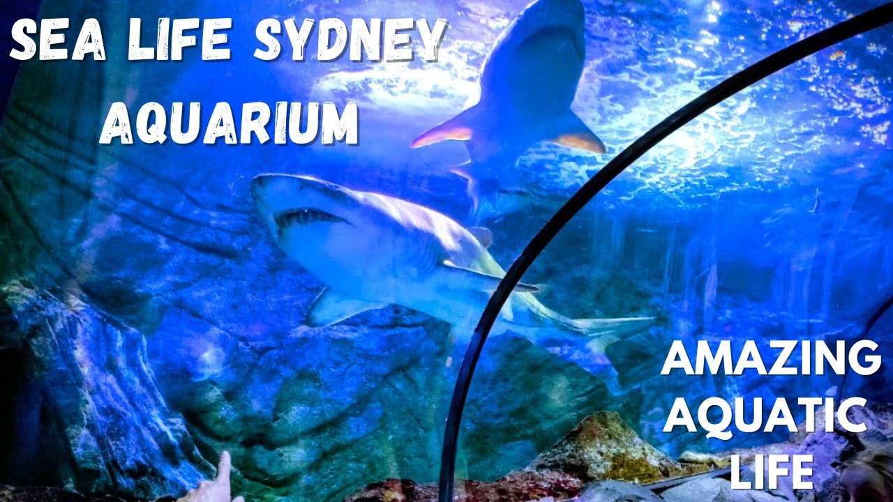 Exploring SEA LIFE Sydney Aquarium with Our Toddler | Family Vlog 🐋🦈🐠🐡