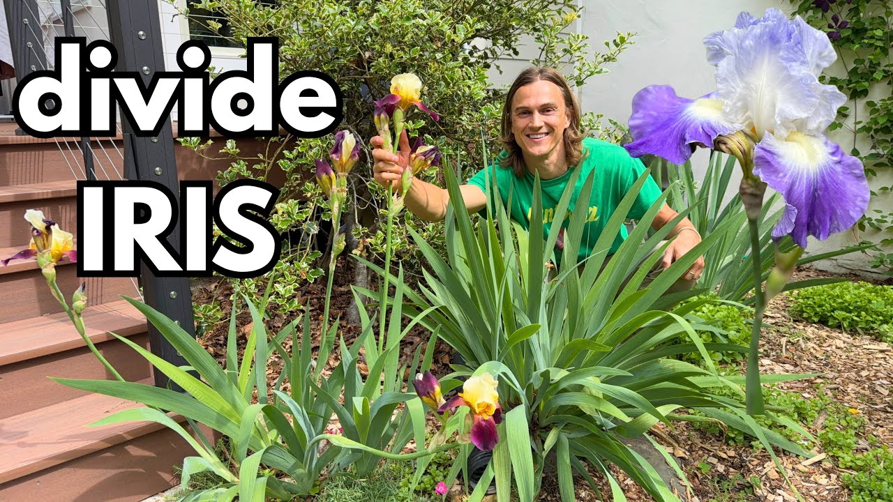 IRIS - How to Divide Plants for More Flowers