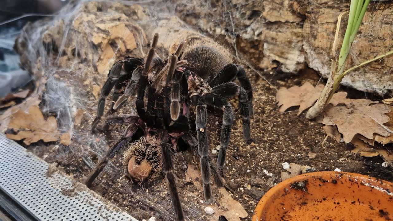 Vogelspinnen verpaarung Xenesthis Immanis 