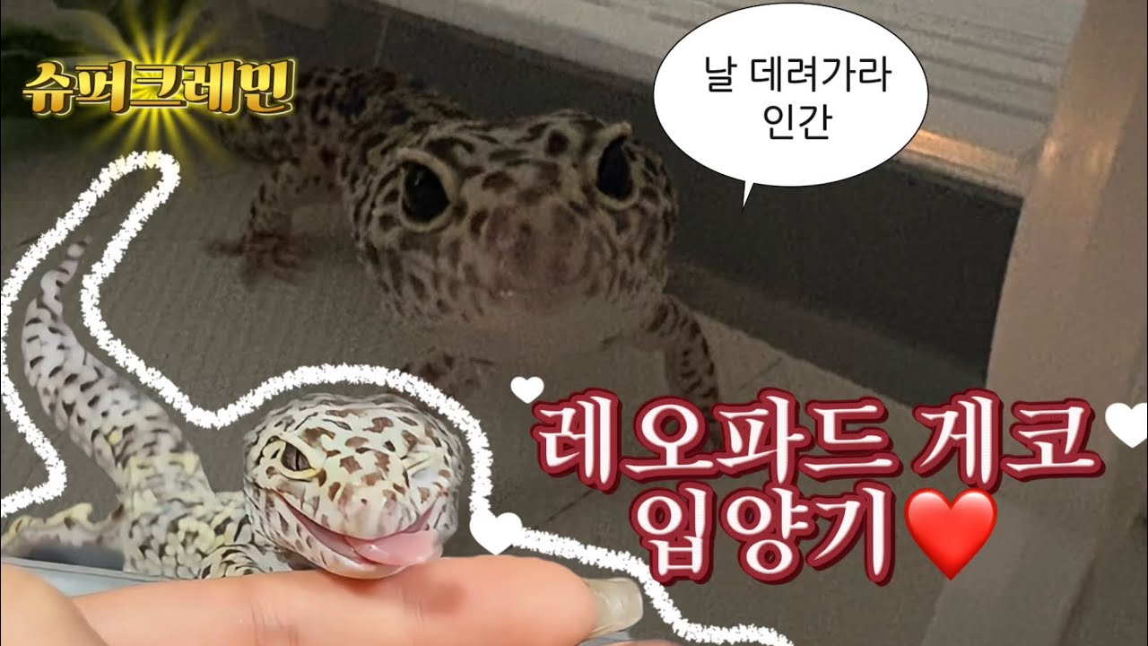 레오파드 게코 입양기(feat.결정사 가입한 도마뱀)
