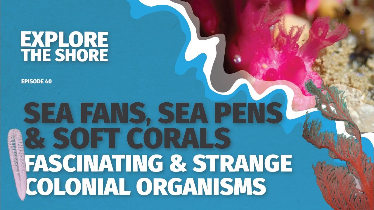 Sea Fans, Sea Pens, and Soft Corals: The Fascinating Life of Colonial Organisms