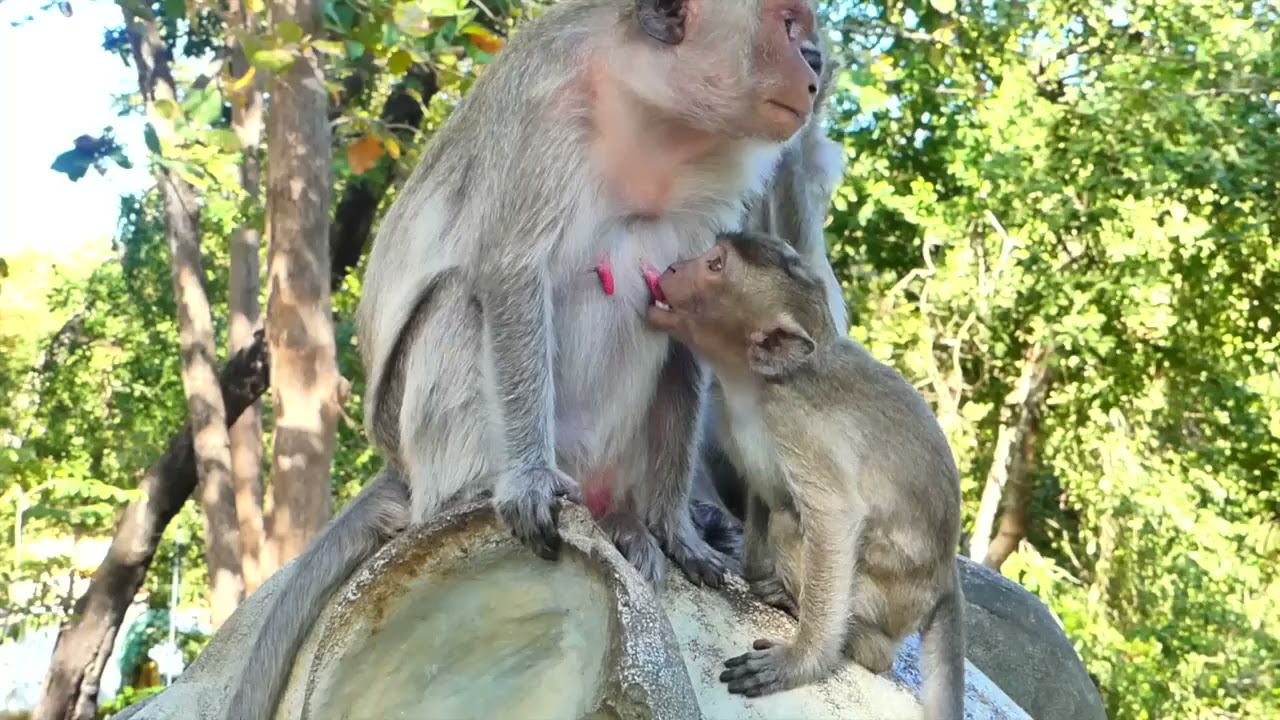Amazing video ! Baby monkey Santo hungry to drink milk -  look he opens big mouth ask milk so pity
