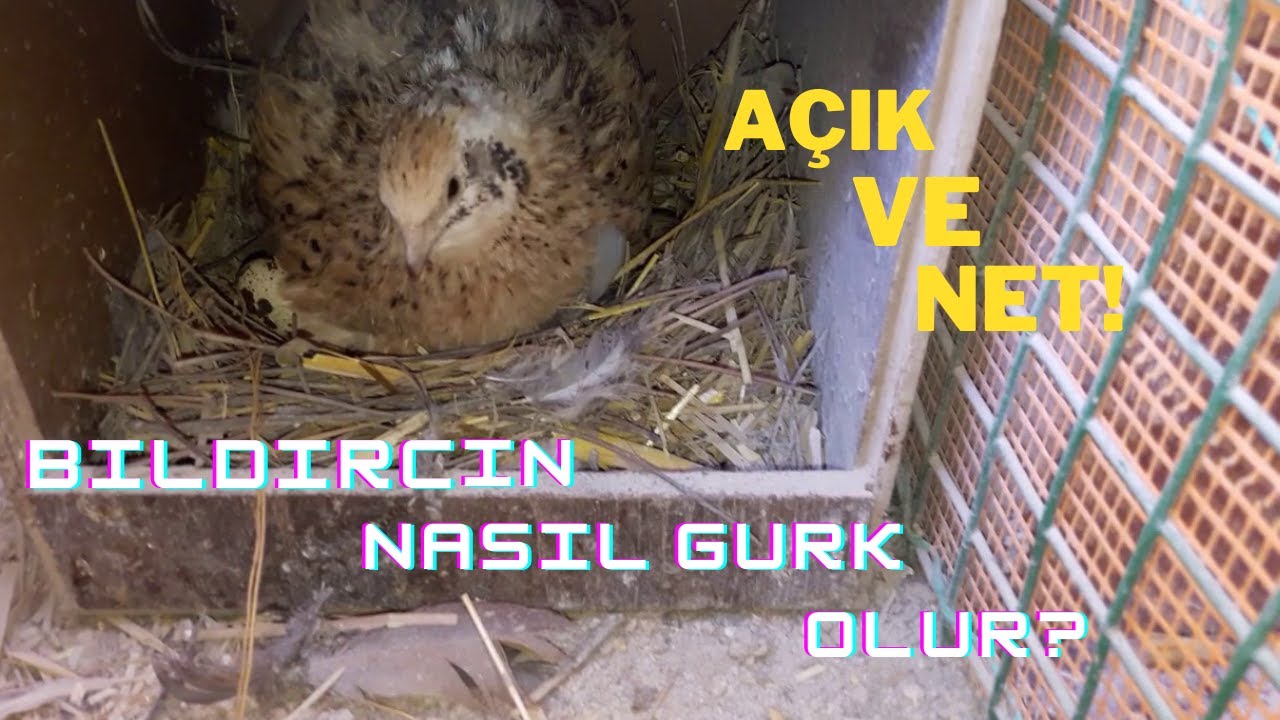 Bıldırcın Nasıl Gurk Olur...? Açık Ve Net...!!!