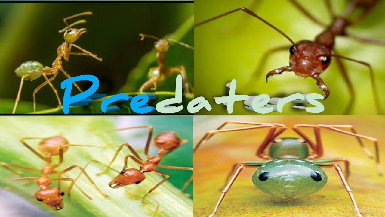 Fire-Ants the Great Predators in Biodynamic Farming.