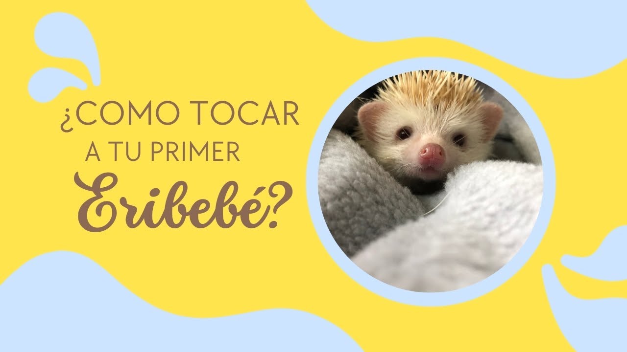 ¿Como agarrar a mi erizo? | Erizoo México