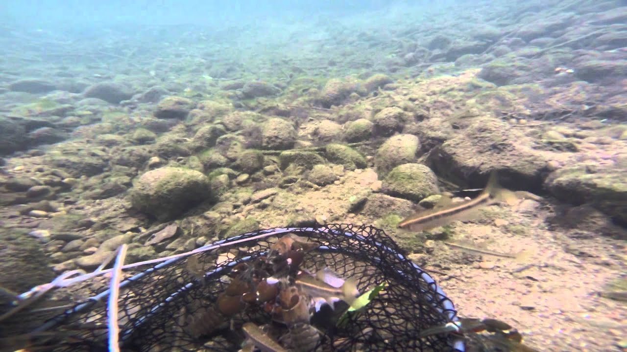 Pesca de cangrejos de río - GoPro