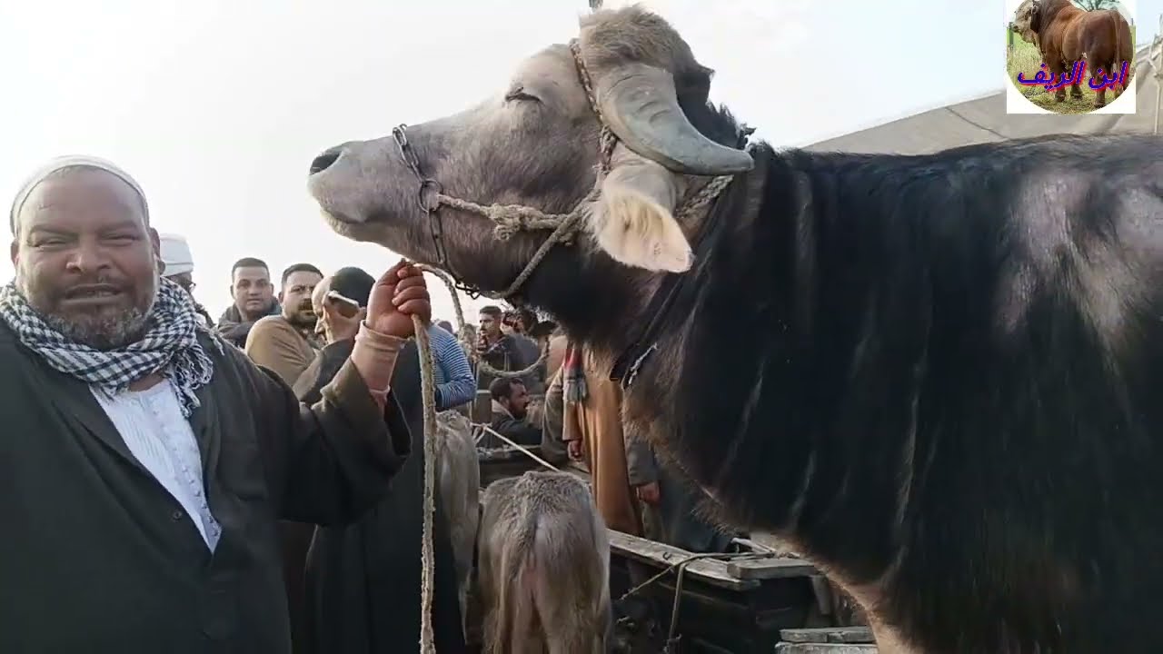 اكبر عقل لحم في سوق كفرالشيخ طن و100كيلو