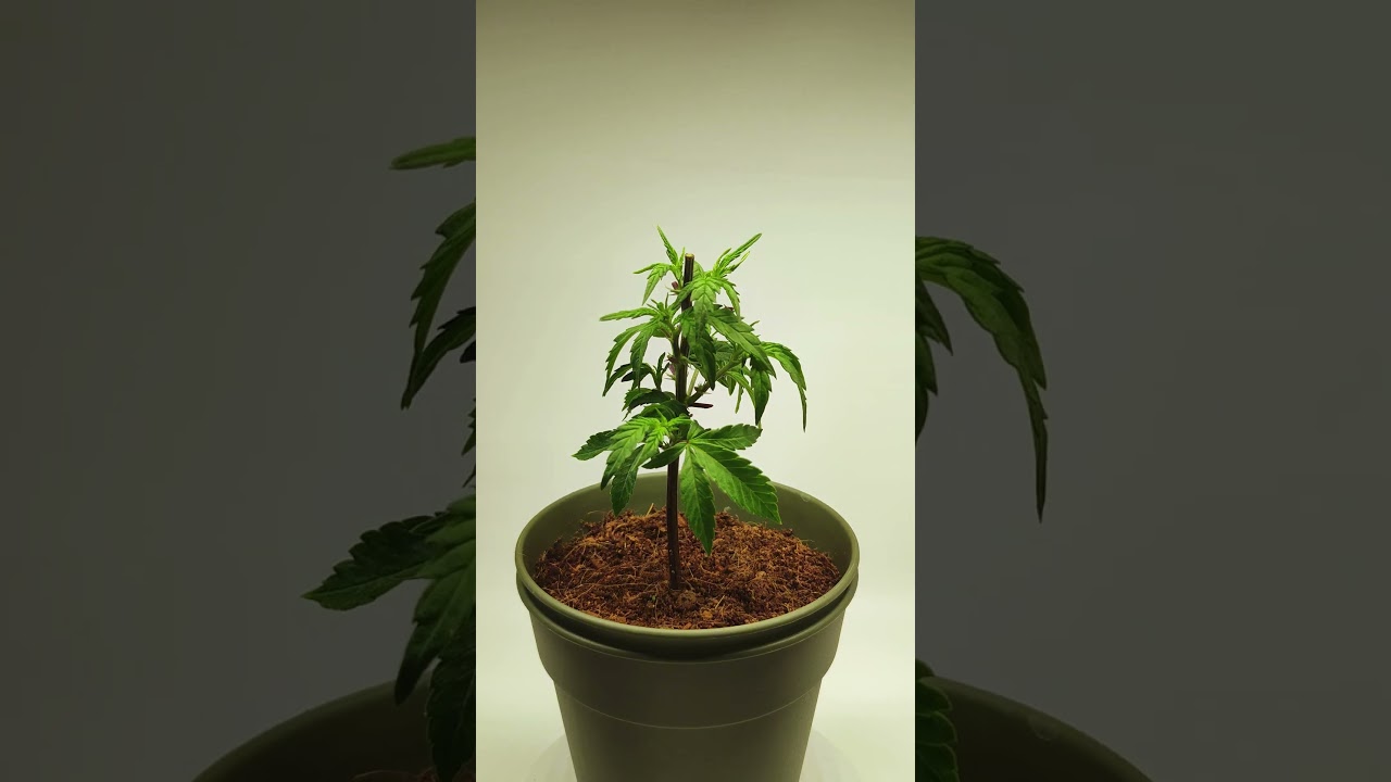 Topping Cannabis Giant White Haze (feminized)🌿 | Before & After HST! #Cannabis #Topping #Haze #weed