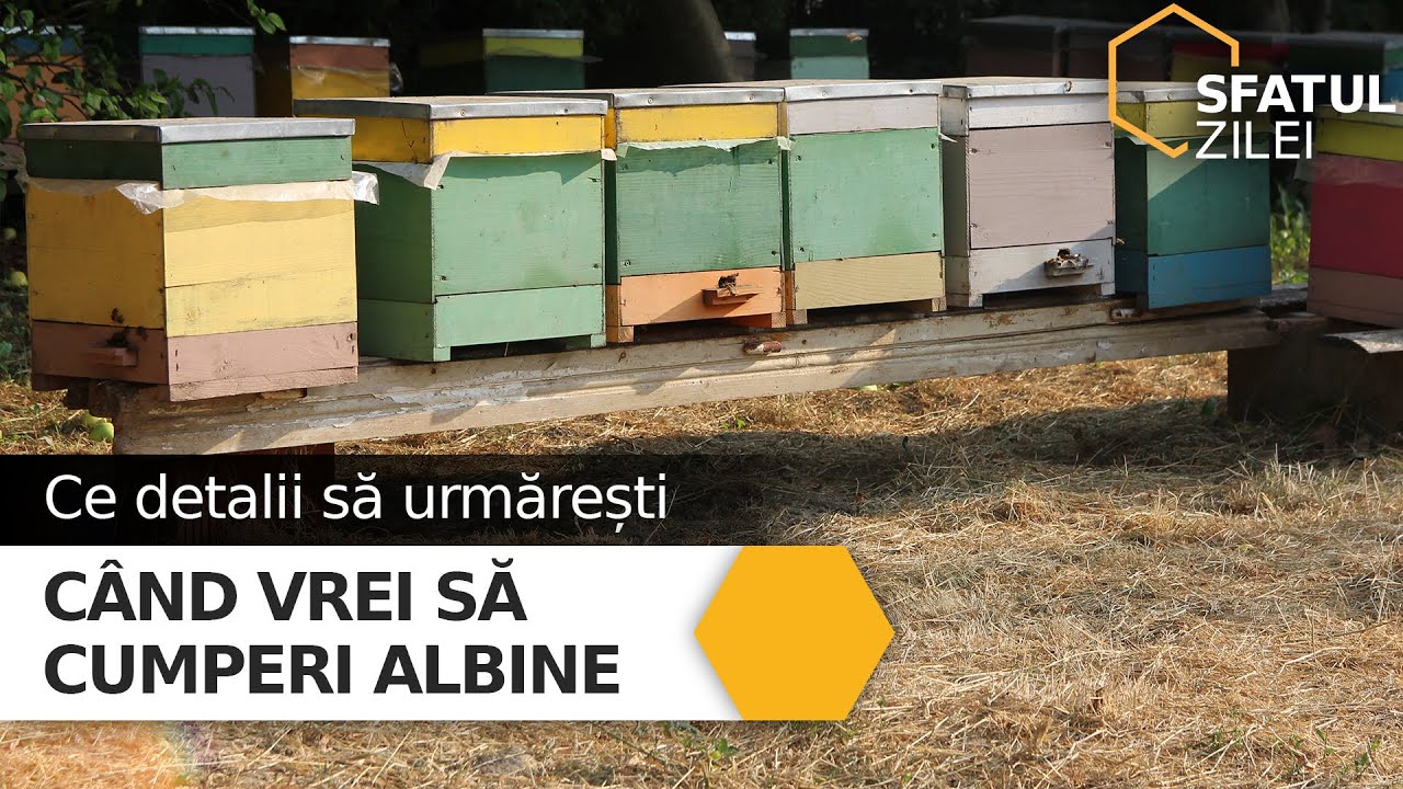 Ce detalii să urmărești când vrei să cumperi albine