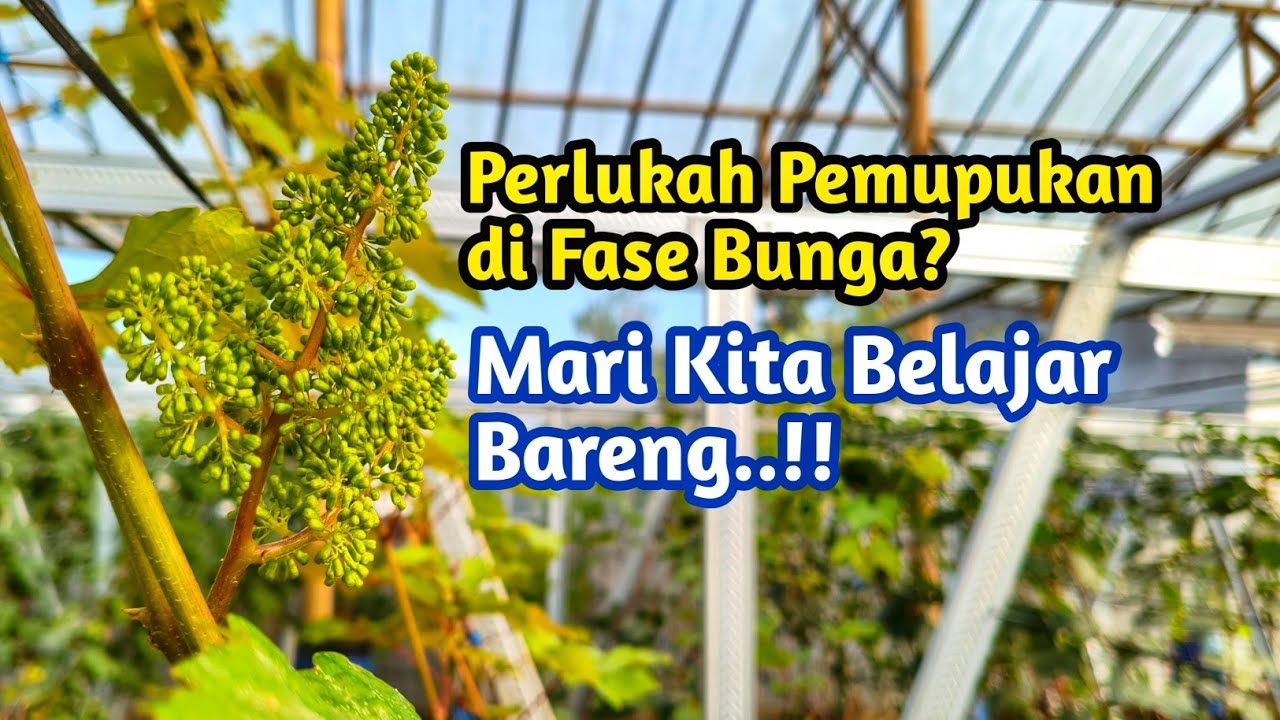 Anggur Berbunga, Perlukah Dipupuk? Simak Penjelasannya!