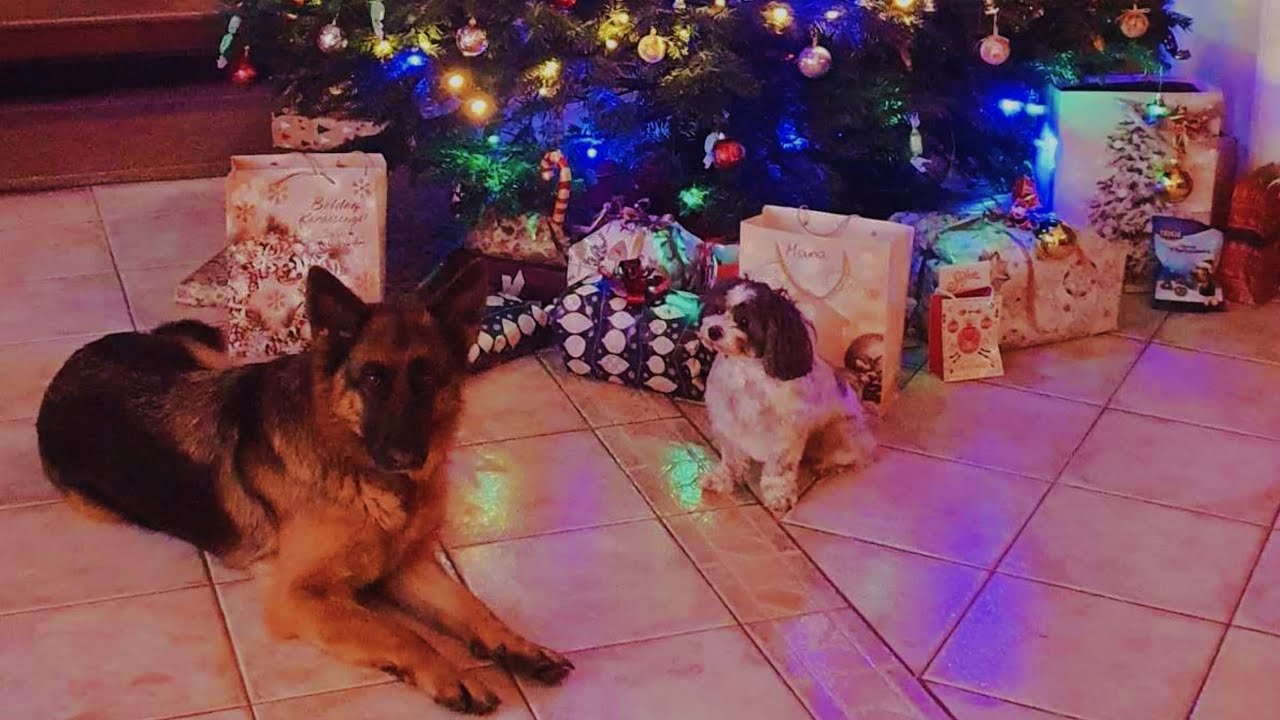 Legjobb &uuml;nnep a Szenteste! 🎄⛄ Vlogmas 6.