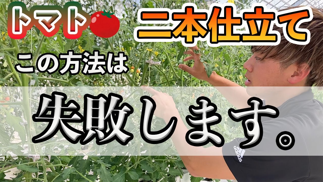【トマト】二本仕立てを徹底解説！収穫量1.5倍の失敗しない方法