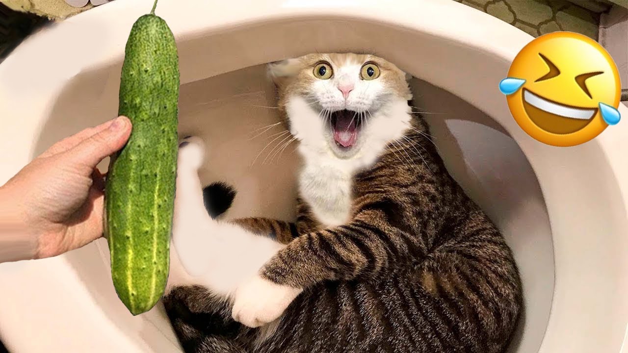 🐱🐶  Compilation of the latest funny animal videos 2022 - Pet Friends
