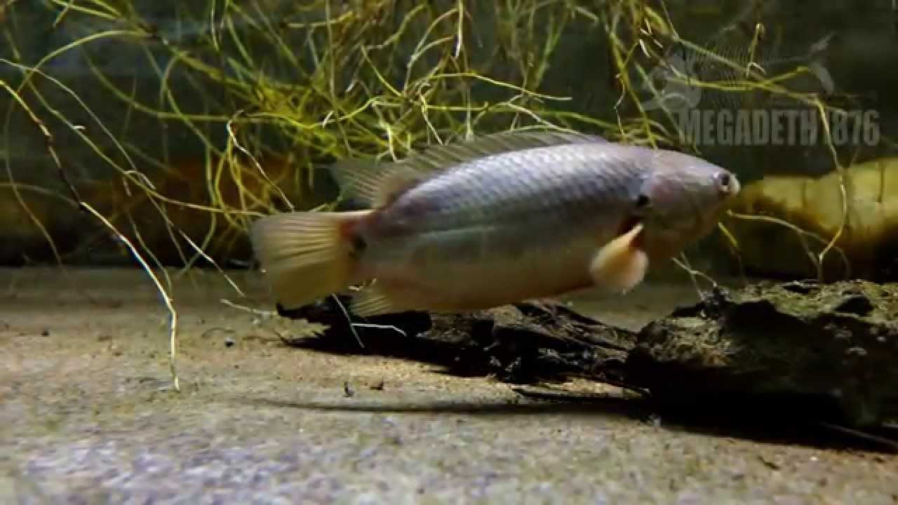 Anabas testudineus