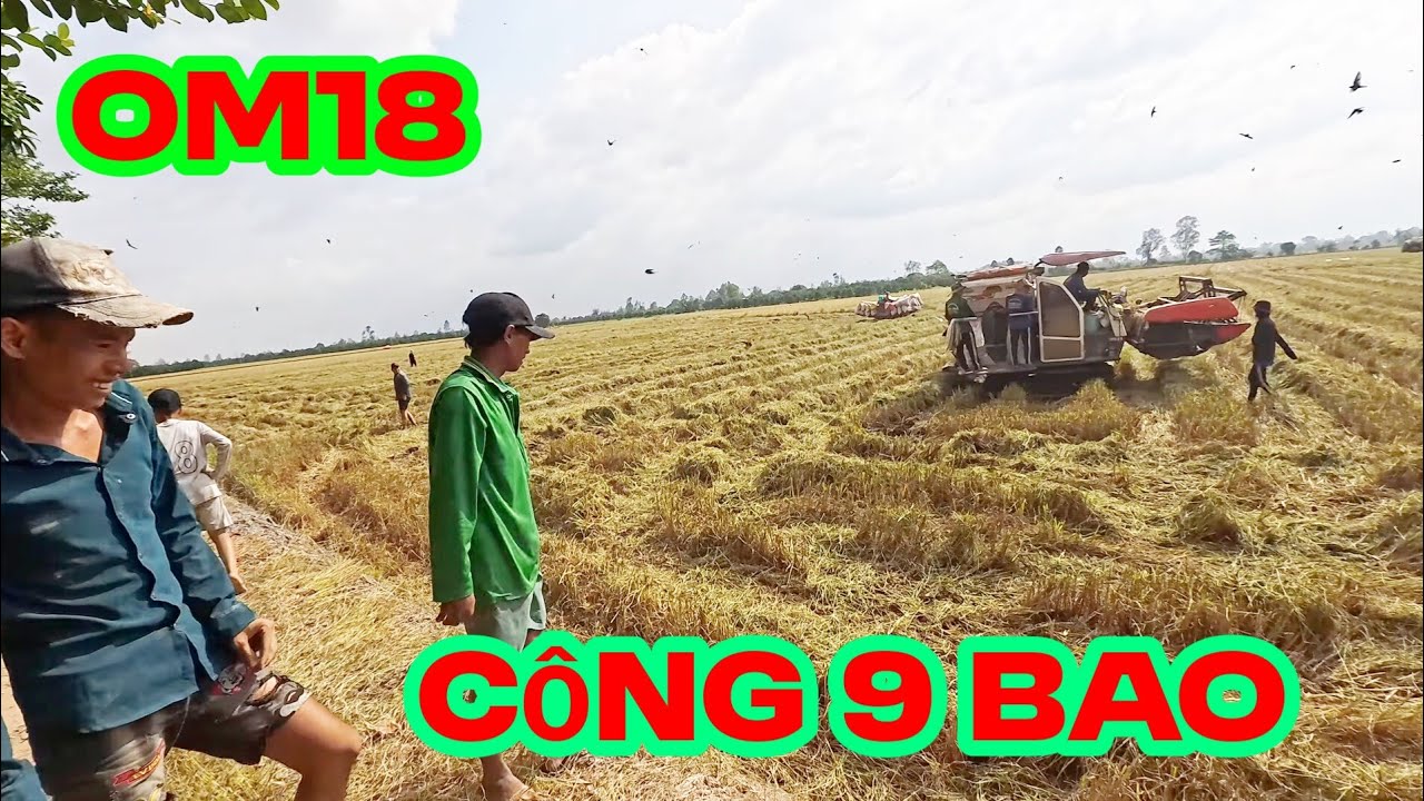 Lúa om18 công 1000m2 có 8 bao , rất đong thanh niên ra bắt chuột bắt chim