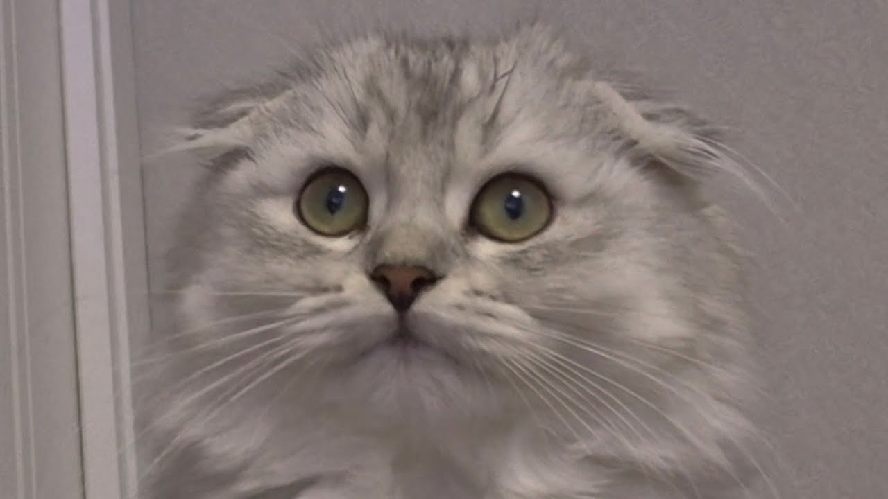 Соня нашла у Жоры игрушку 😊