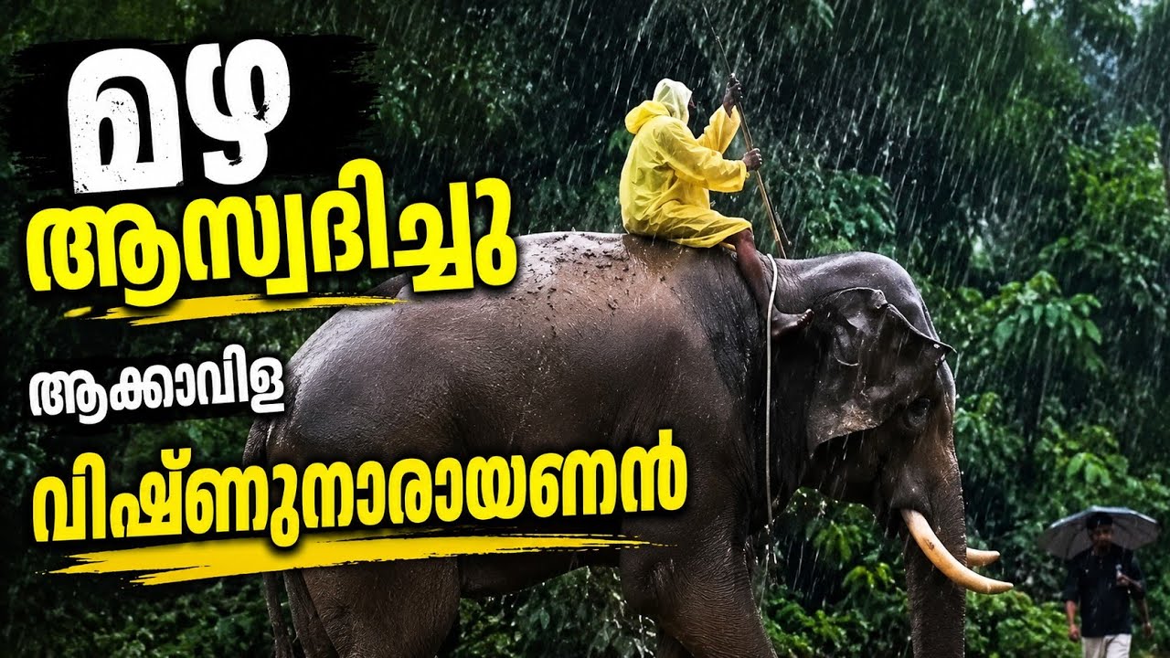 Akkavila vishnu narayanan#mambi #elephant #newsdarsan