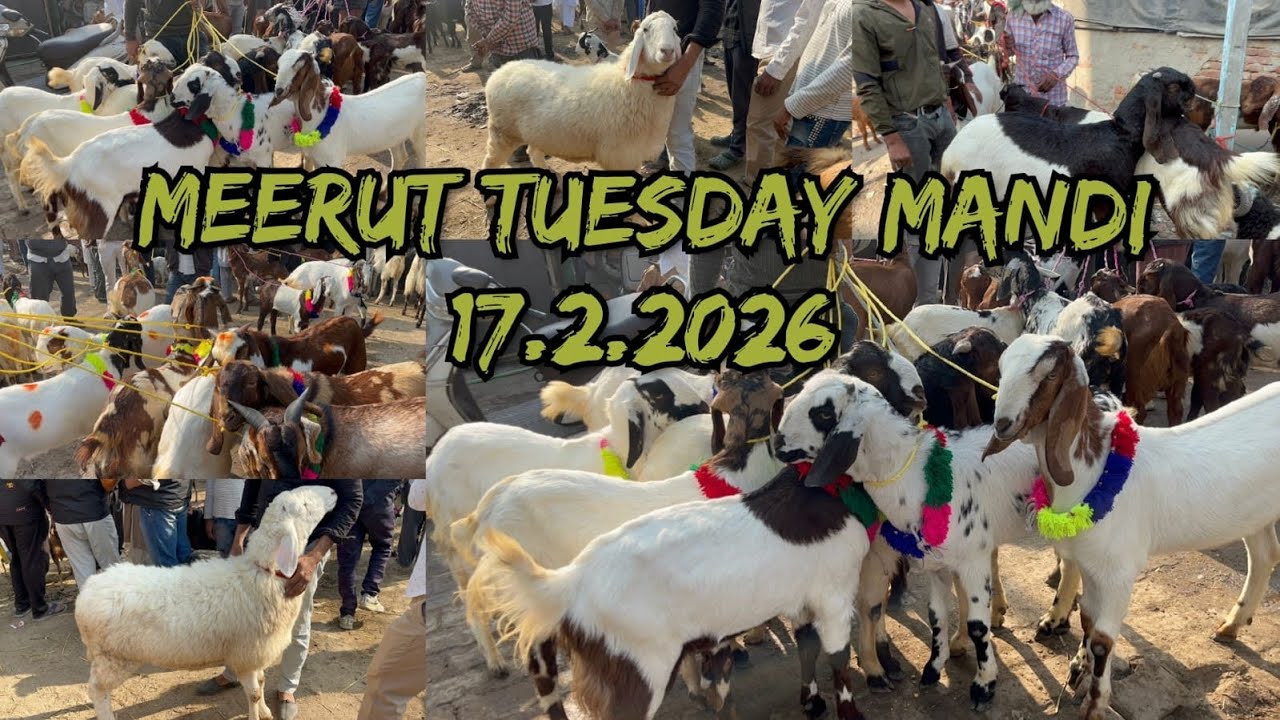 Meerut Tuesday Bakra Mandi 17 February 2026 #azharvlogs #goat #animals #youtubevideo #viralvideo 