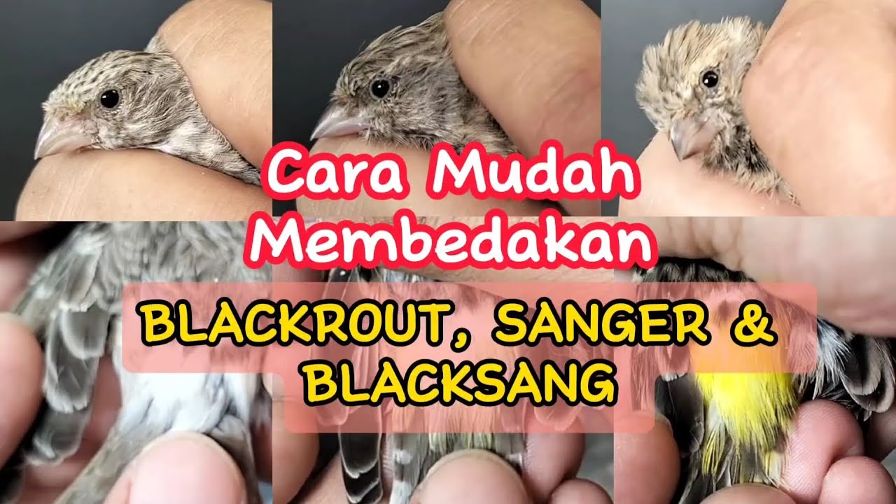 DIJAMIN JITU‼️Cara Mudah Membedakan Blackrout, Sanger dan Blacksang #finch #kicaumania #burung