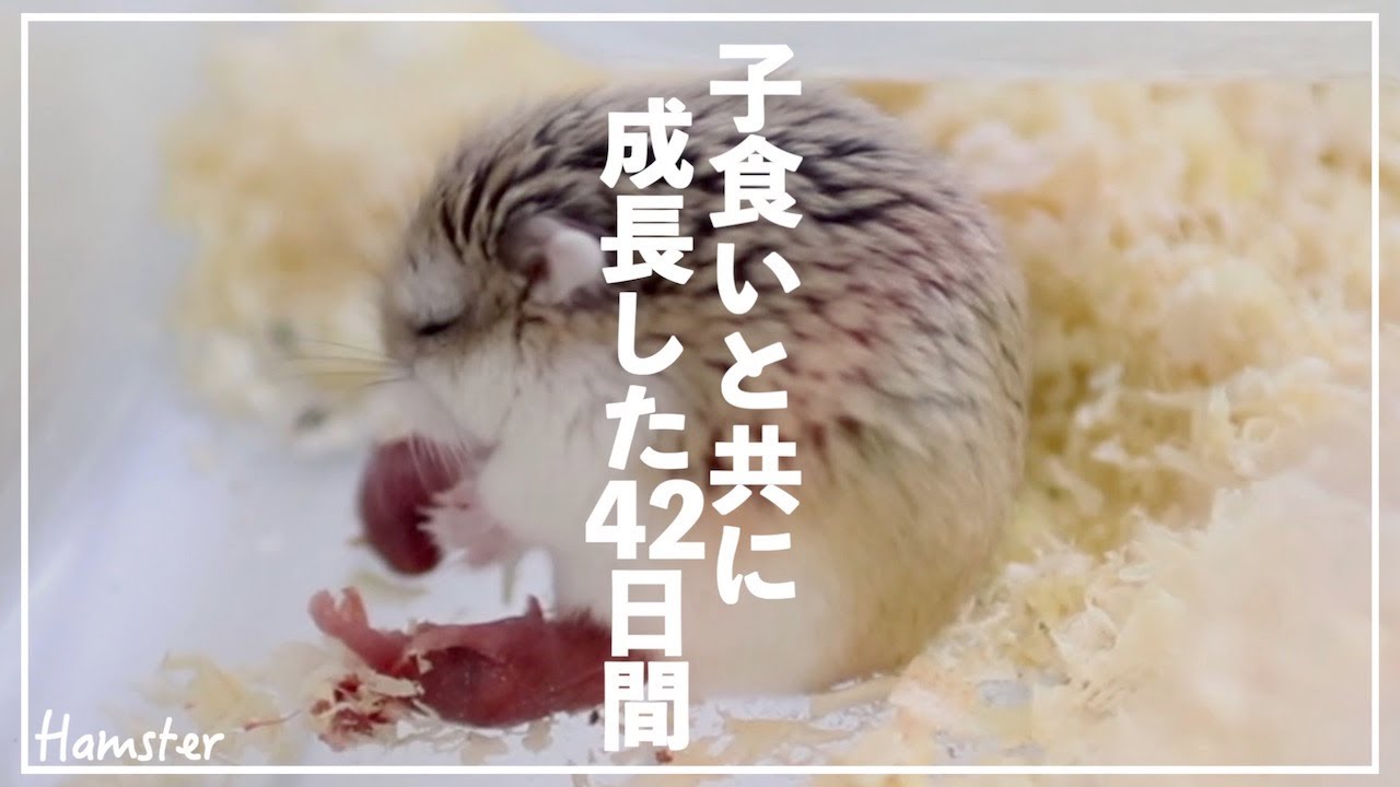 【ロボロフスキーハムスター】子食い（共食い）の悲しみと共に最高にかわいい42日間の成長
