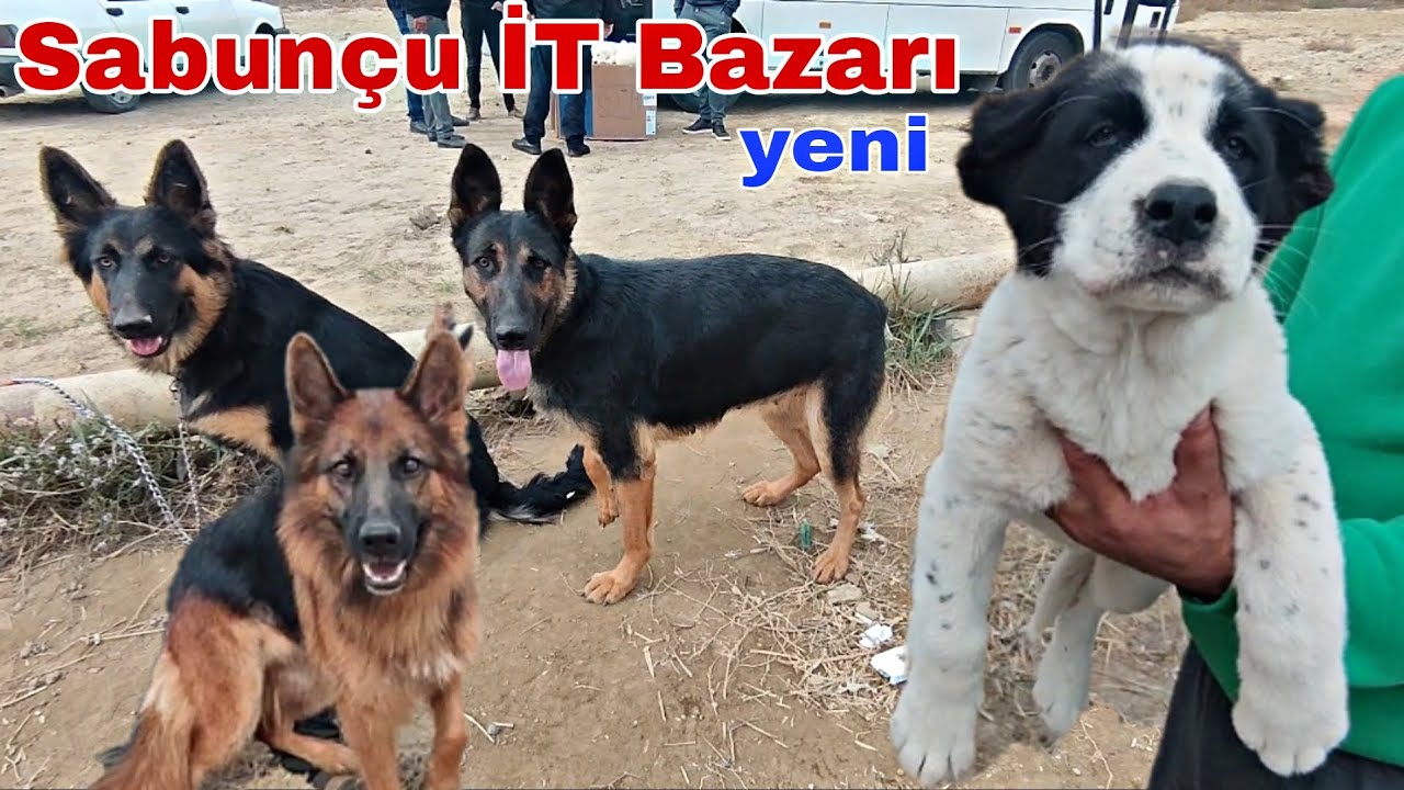 Sabunçu İT Bazarı 2 Noyabr 2025