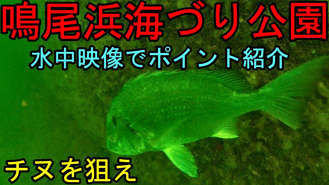 【必見】鳴尾浜臨海公園海づり広場のチヌ釣りを水中映像で攻略！