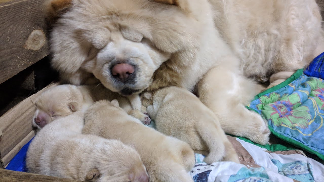 Newborn Chow Chow Puppies 1st Week | Dory's Vlog