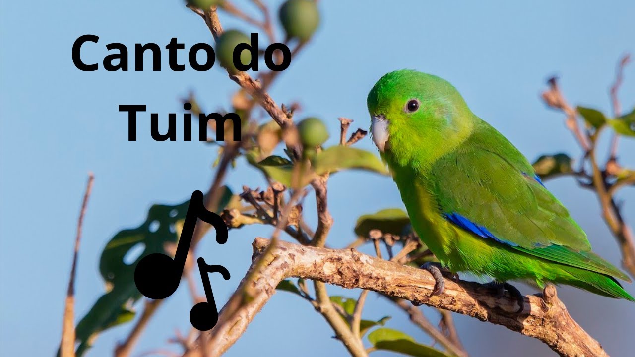 Canto do Tuim / Cuiubinha / Forpus Xanthopterygius 🐦🐦
