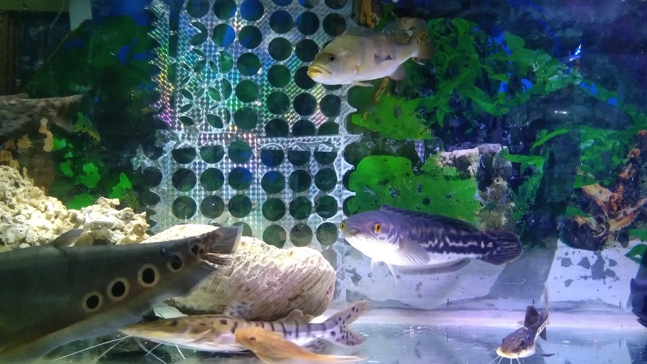 IKAN PREDATOR #60