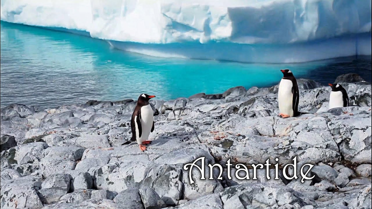 Antartide, paesaggi da sogno abitati da fauna ricca ed insolita