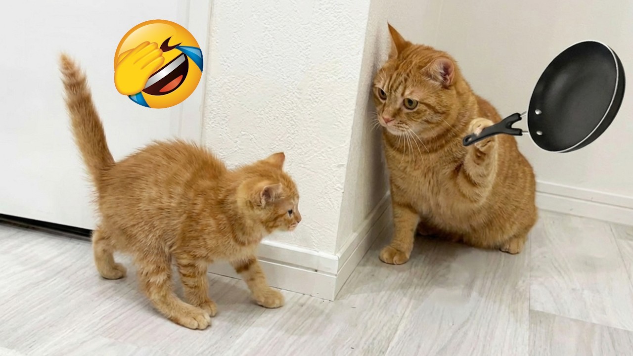 Самые смешные моменты с животными, от которых вы не сможете перестать смеяться 🤣
