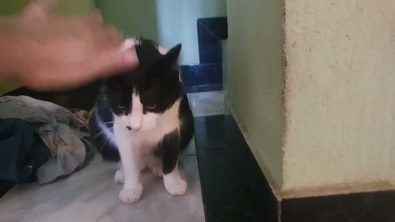 #A vida dos gatos 😻