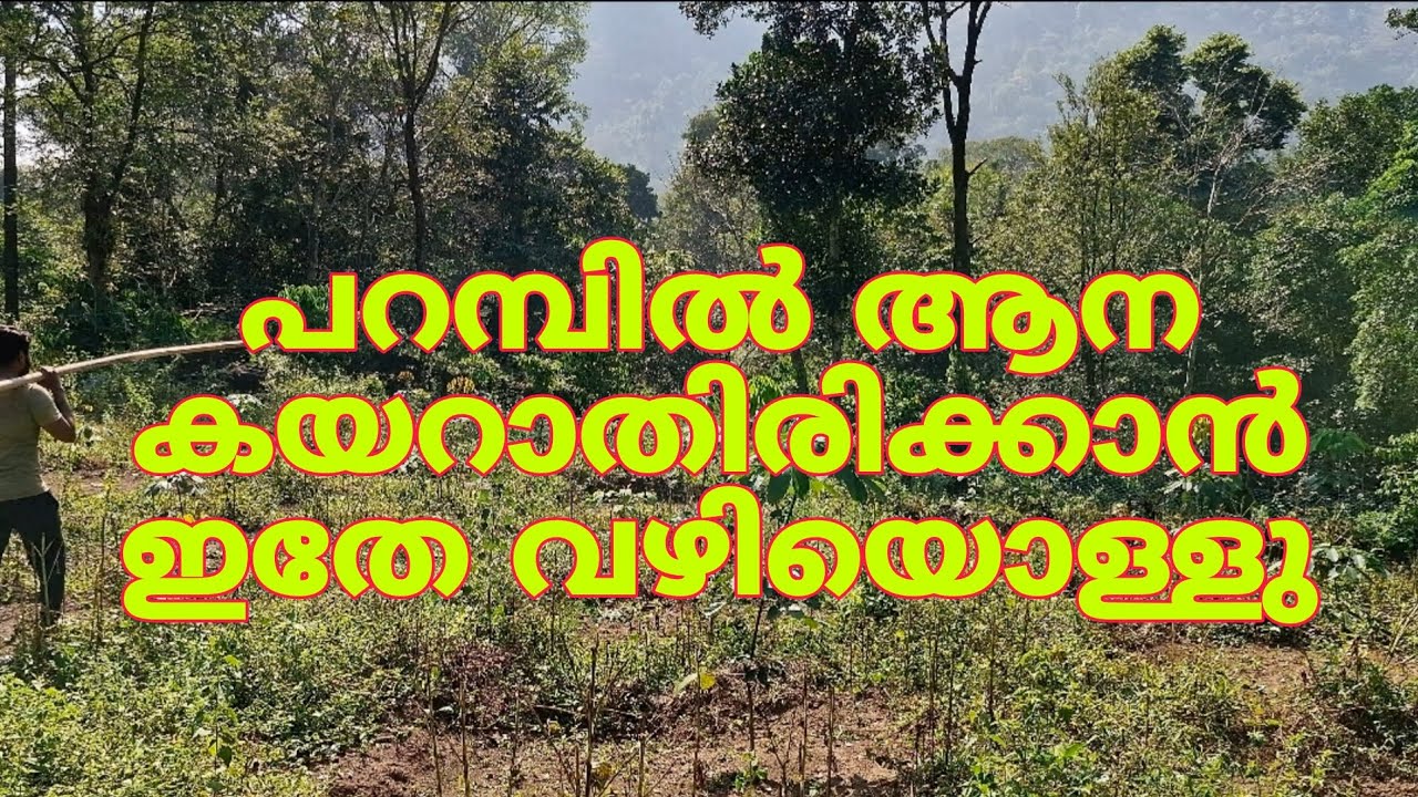ആനയാണ് പ്രശ്നം #elephant #viral #viralvideos #trending #kerala #india #dailyvlog #farming #farmlife 