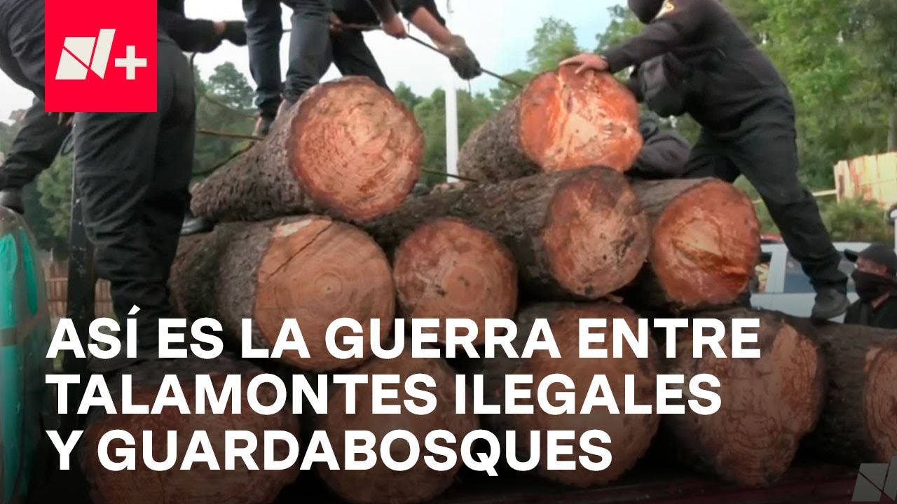Persiste guerra entre guardabosques y talamontes de Huitzilac, Morelos - En Punto