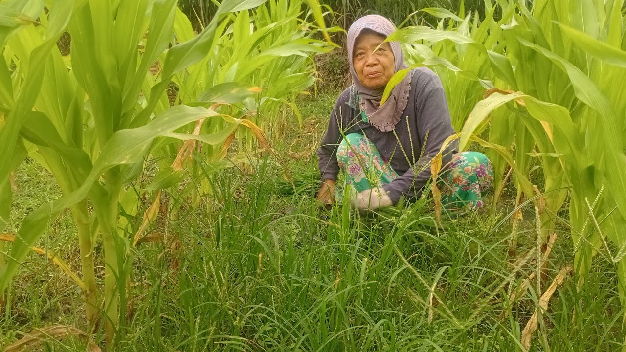 Emak ngaret dan bersihkan gulma di jagung ges