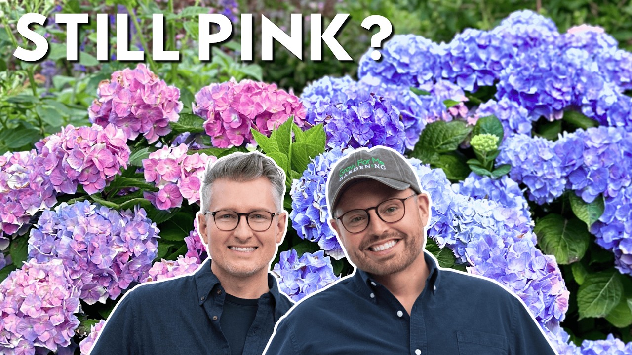 Our Secret to Blue Hydrangeas & Non‑Stop Summer Roses 🌹💙