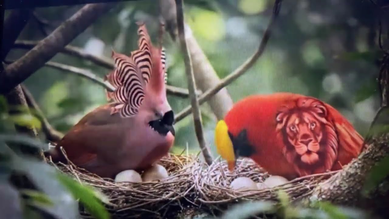 Top 50 Most Beautiful Birds in the World#nature