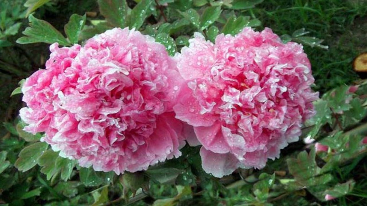 Peony Hearts (HD1080p)