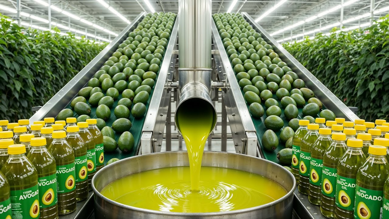 Inside a Factory Fresh Avocados Factory: How Avocado Oil Is Made (Full Process)