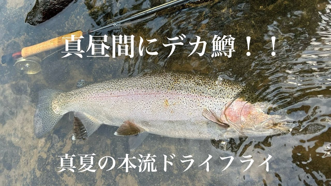 真夏の本流ドライフライ　真昼間にデカ鱒が出た！