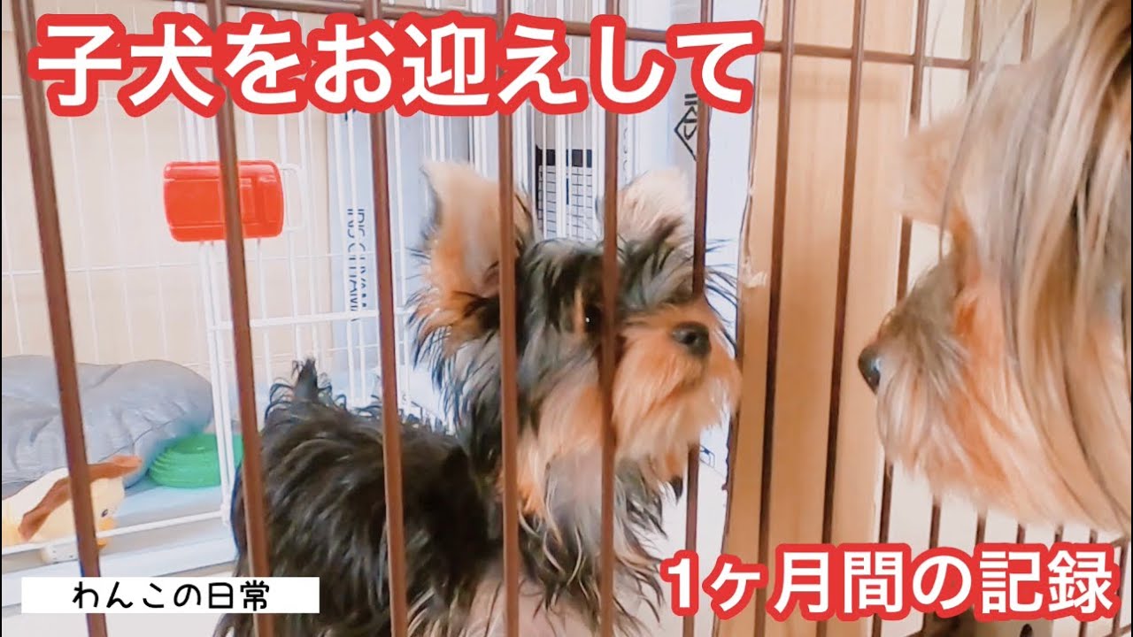 【子犬お迎えから1か月の記録】保存版☆超絶ビビりで犬見知りな先住犬と可愛い極小ヨーキーとの生活☆まとめ【多頭飼い】【ワンコの日常】【ペットと夫婦の暮らし】【Yorkshire terrier】