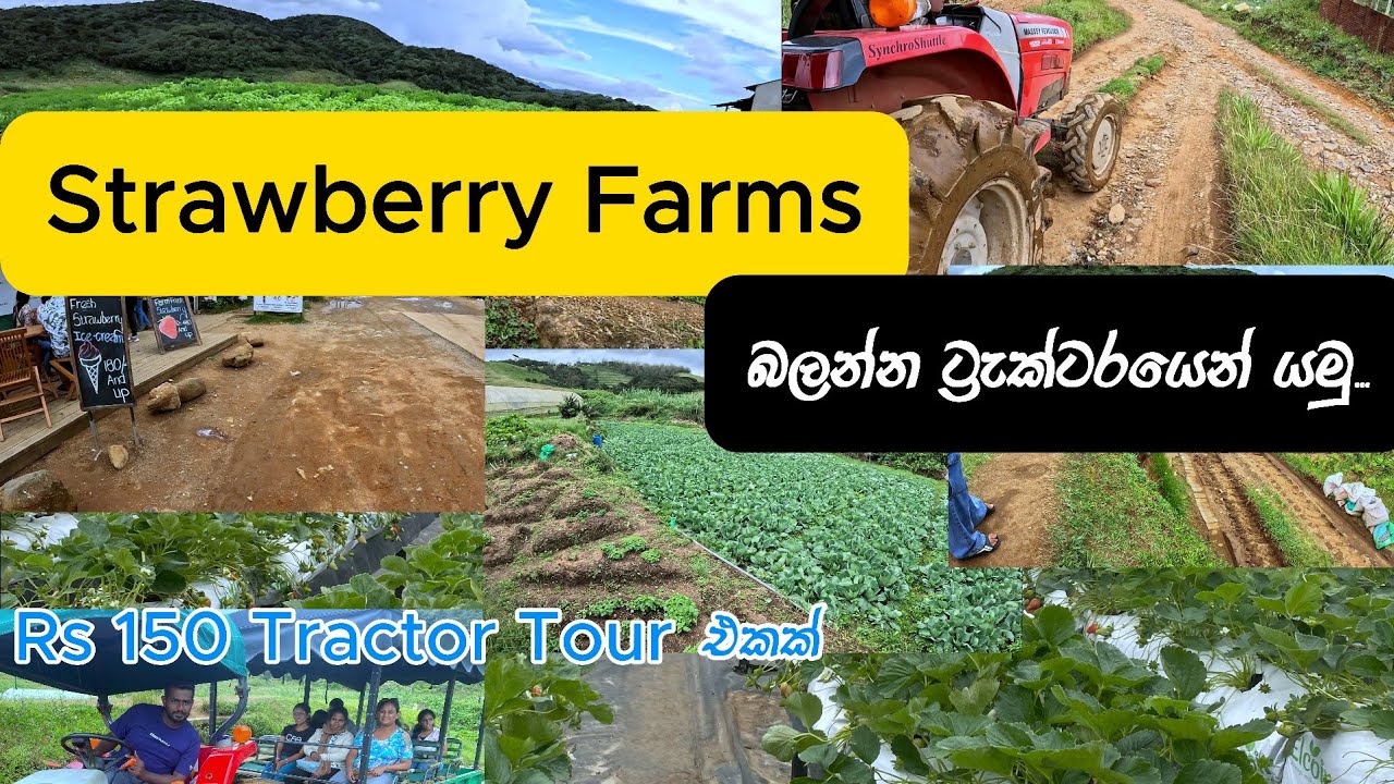 Strawberry Farms Tour-Ambewela,Sri Lanka | ස්ට්‍රෝබෙරි ෆාම් එක බලන්න ට්‍රැක්ටරයෙන් යමු