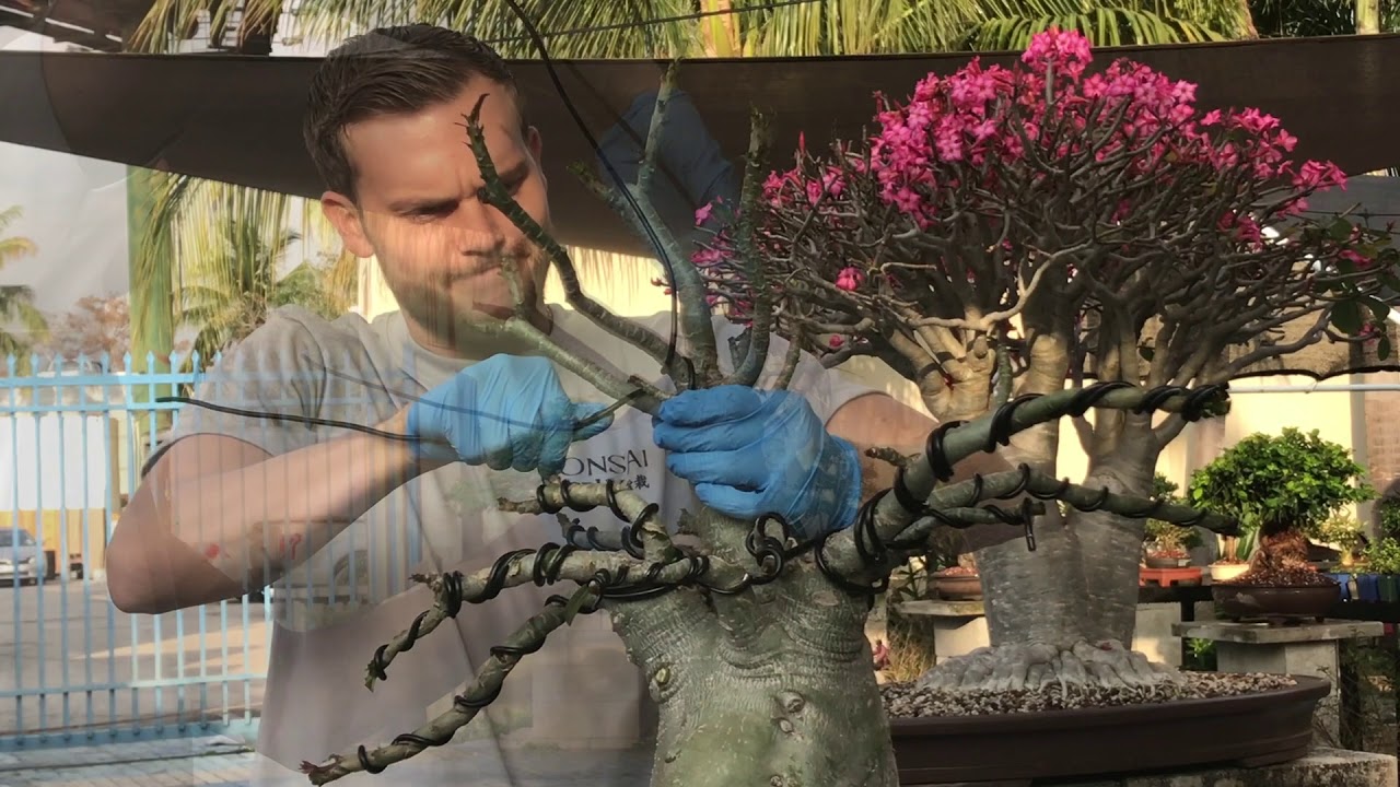 Desert Rose/ Adenium Bonsai Makeover at The Bonsai Supply