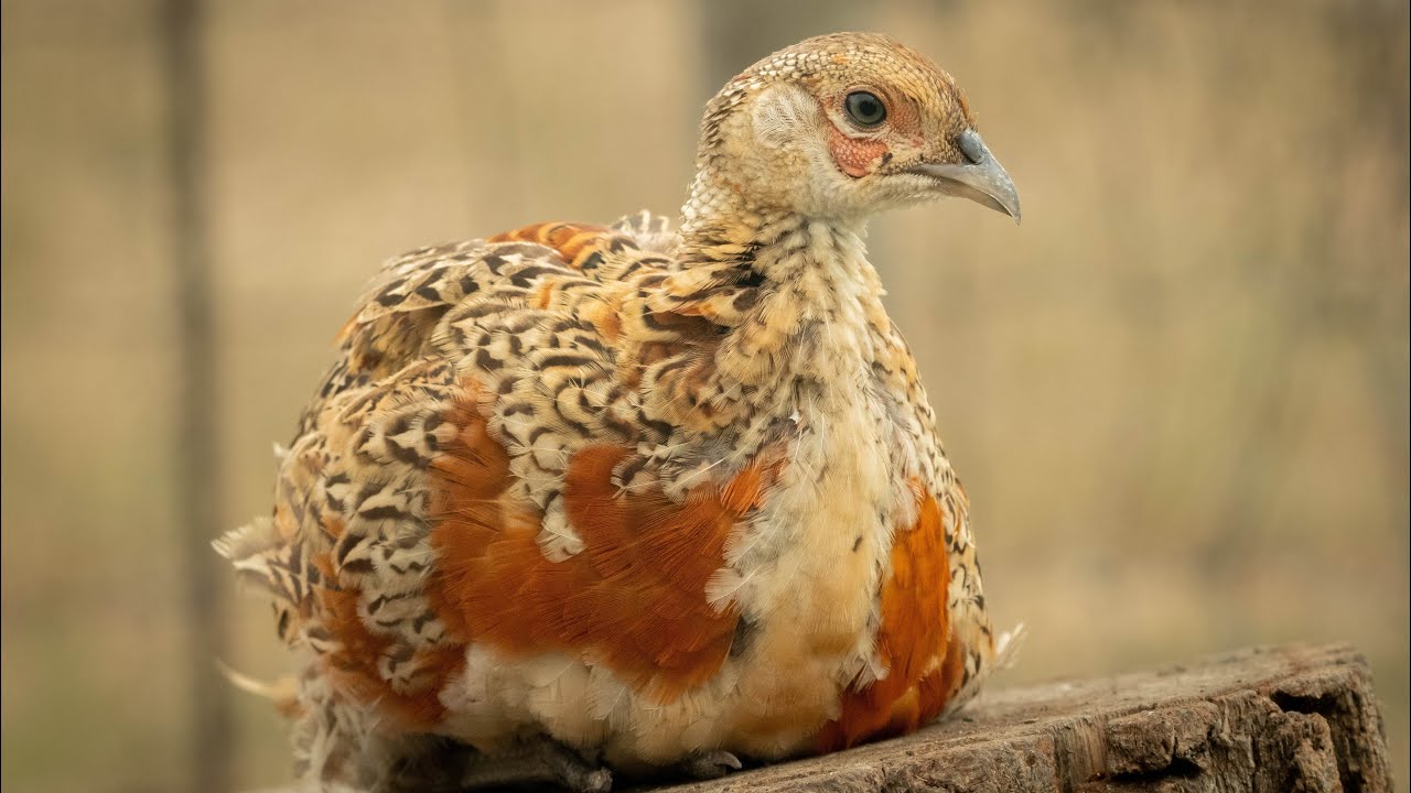 Ringneck X Red Golden pheasant hybrids