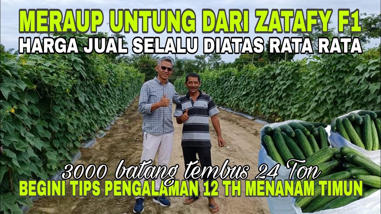 Kisah Sukses Budidaya Timun Zatavy F1 Untung Puluhan Juta || Ala Pak Geleng